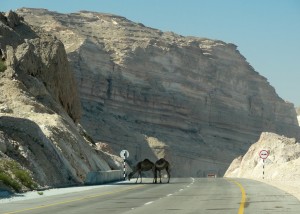 Camels everywhere!