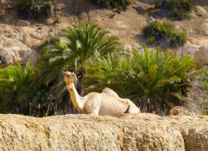 Gratuitous camel-palm photo