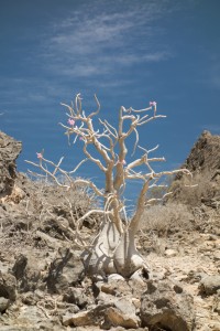 Flowering arabicus arabicum