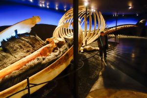 The blue whale skeleton in the Husavik whale museum