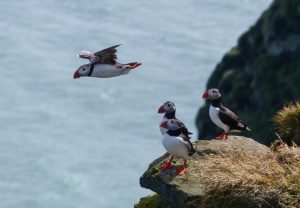 Puffin action-cam!