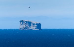 Gannet flying over Eldey